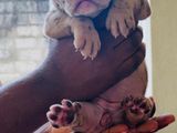 American Bully Puppies