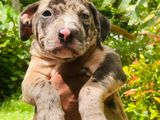 American Bully Puppy