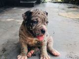 American Bully Puppy