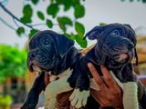 American Bully Puppy