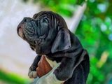 American Bully Puppies