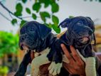 American Bully Puppies