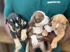 American Pitbull Puppies