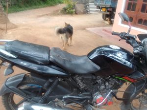 Bajaj Pulsar 135 2011 for Sale