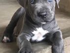 Cane Corso Dog