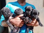 Cane Corso Puppies