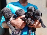 Cane Corso Puppies