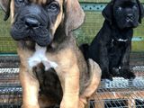 Cane Corso Puppies