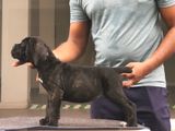 Cane Corso Puppies