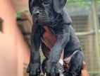 Cane Corso Puppy