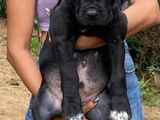 Cane Corso Puppy