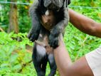 Cane Corso Puppy