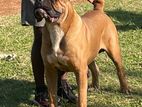 Cane Croso Red Harrison Dog for Stud Service