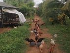 Coconut Land With Farm Madurankuliya