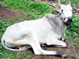 Cow (කින්නියා )