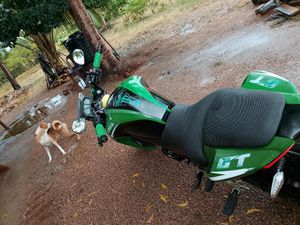 Demak Sky Born 2018 for Sale