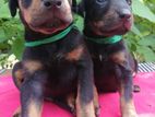 Doberman Puppies