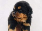 Double Side Rottweiler Puppy