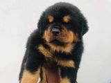 Double Side Rottweiler Puppy