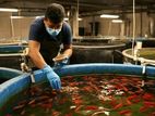 Fish Farm Assistant - Gampaha