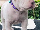 American Bully Puppy