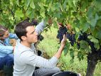 Fruit Picker - Romania