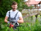 Gardener - Colombo