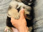 German Shepherd Long Coat Puppies