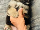 German Shepherd Long Coat Puppies