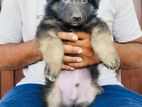 German Shepherd Long Coat Puppies