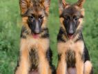 German Shepherd Long Hair Puppies