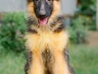 German Shepherd Long Hair Puppies