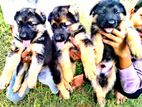 German Shepherd Puppies