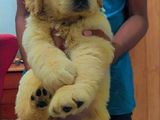 Golden Retriever Puppy