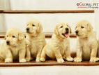 Golden Retriever Puppies