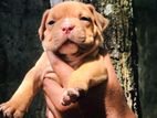 American Bully Puppies