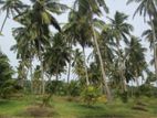 Coconut Land for Sale in Chilaw