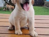 Labrador Retriever Puppies