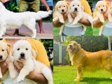 Imported Bloodline Golden Retriever Female Puppies