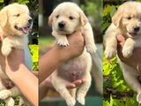 Imported Bloodline Golden Retriever Puppies