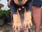 Rottweiler Puppies