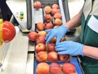 කර්මාන්තශාලා ඇසුරුම් පුහුණු නුපුහුණු සේවක සේවිකාවන්