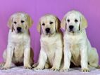 Labrador Puppies