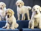 Labrador Puppies