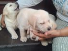 Labrador Puppies