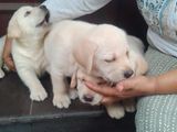 Labrador Puppies