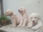 Labrador Puppies