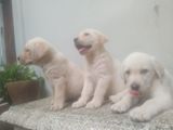 Labrador Puppies