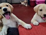 Labrador Retriever Puppies