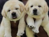 Labrador Retriever Puppies